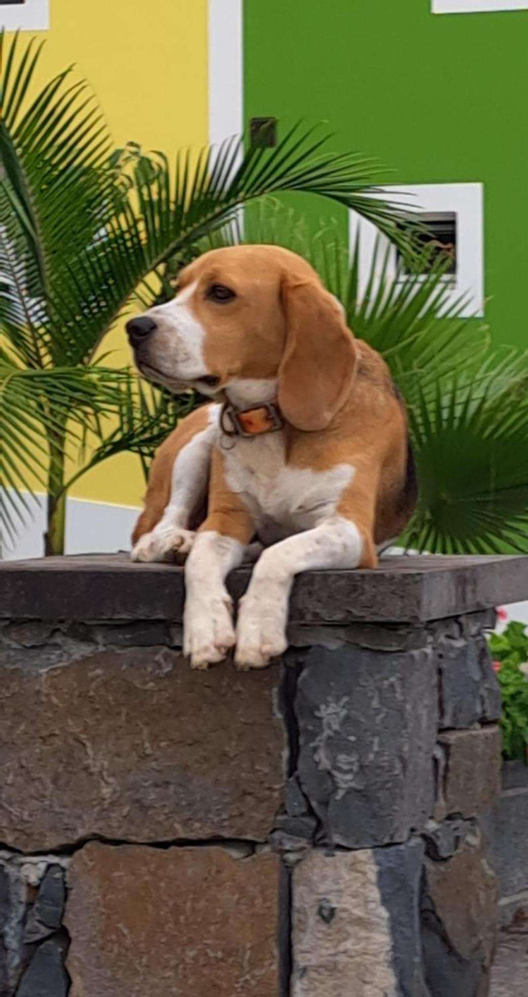 アルコ・ダ・カリェタ Torre Bella Gardensヴィラ エクステリア 写真